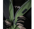 Костюм мужской мембранный FINNTRAIL LIGHTSUIT Green XS